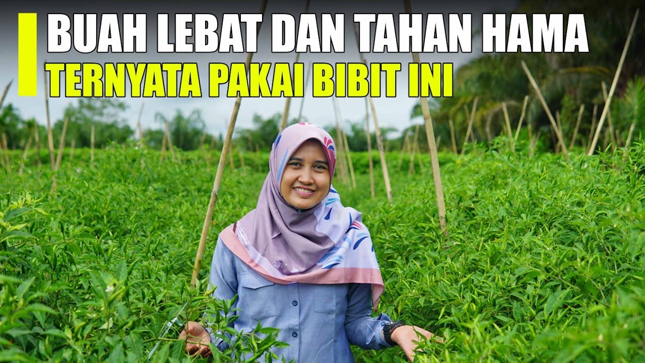 Jenis Bibit Cabai Yang Paling di Cari, Buah Lebat dan Tahan Cuaca !!