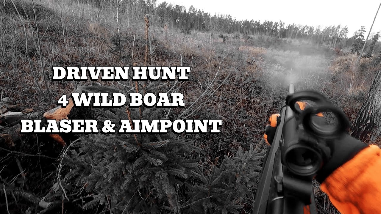 Polowanie na dzika - 4 dziki z Blaser R8 i Aimpoint Micro H2