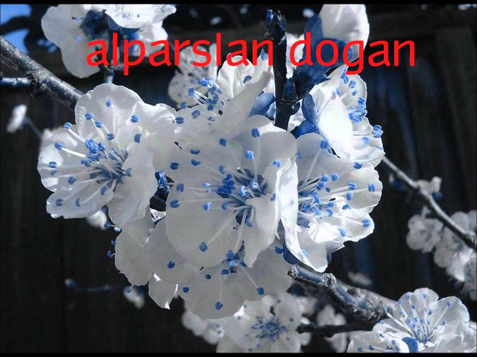 ziynet sali gelemiyorum yanina