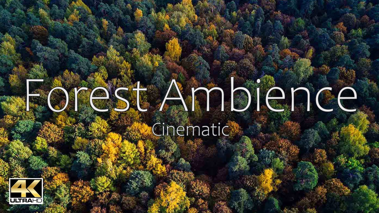 [EPIC 4k Cinematic Video] Cinematic Forest Ambience (Ambient Sound)