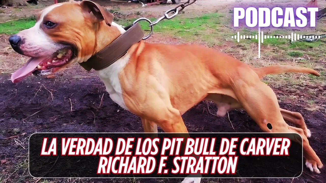 Richard F. Stratton y la Verdad Sobre los APBT de Maurice Carver – Historia y Análisis