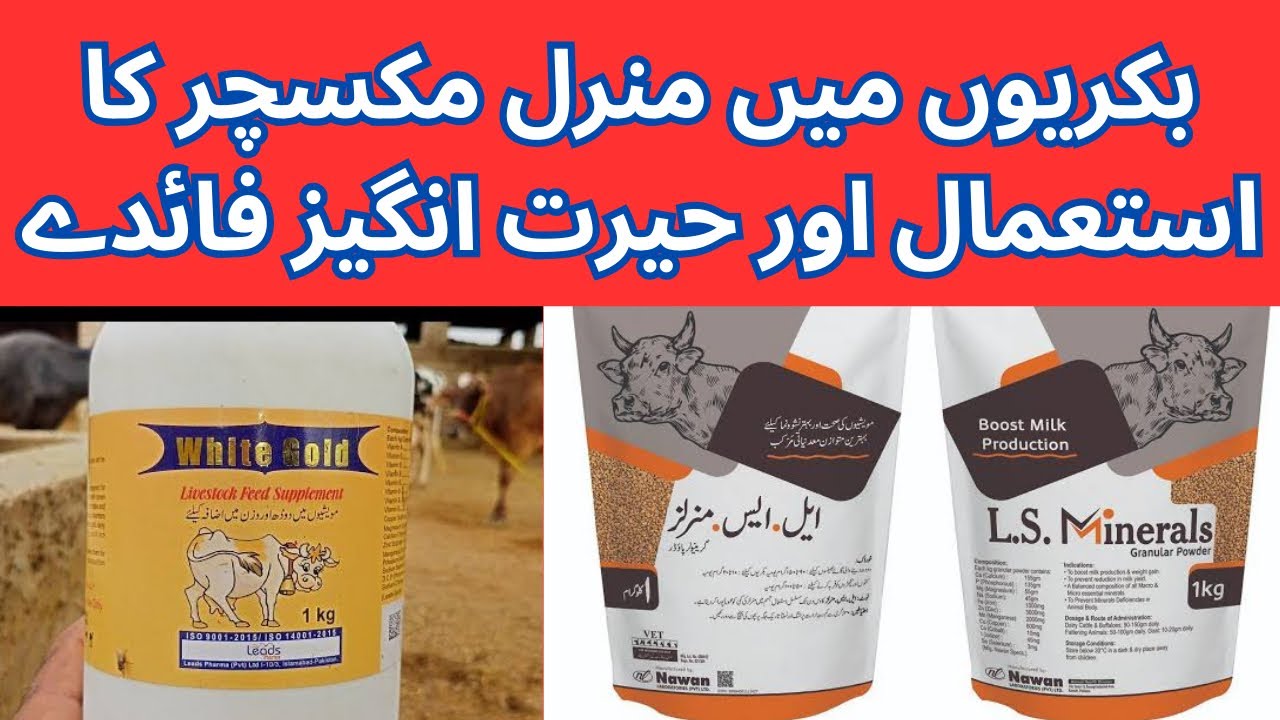 Use and Amazing Health Benefits of Mineral Mixtures in Goats || LS Mineral | White Gold