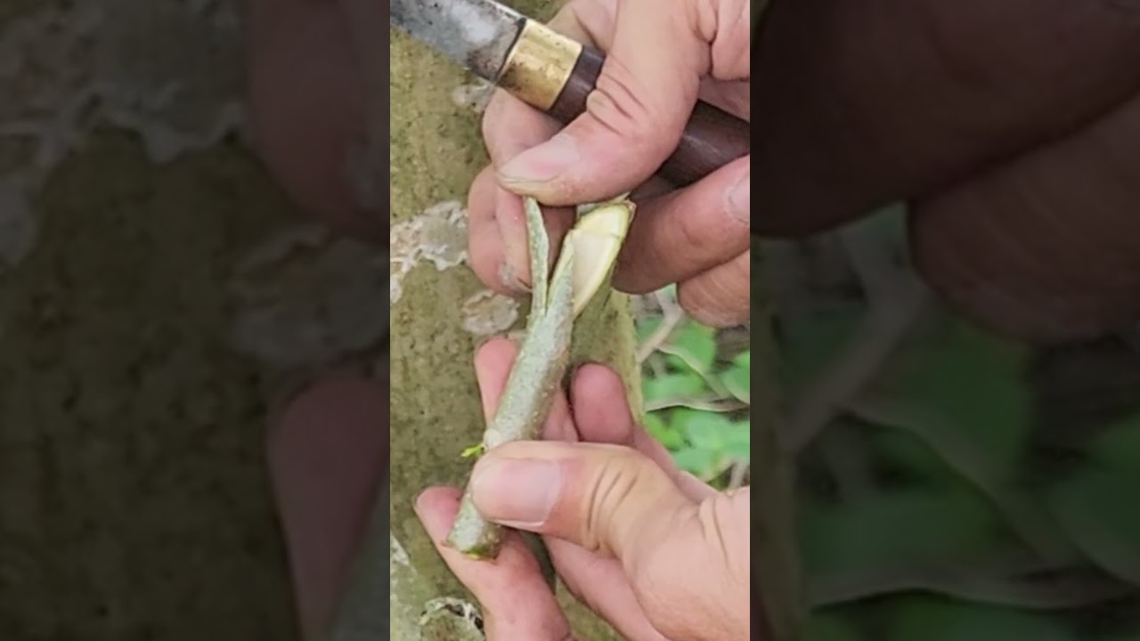 happy tree grafting 