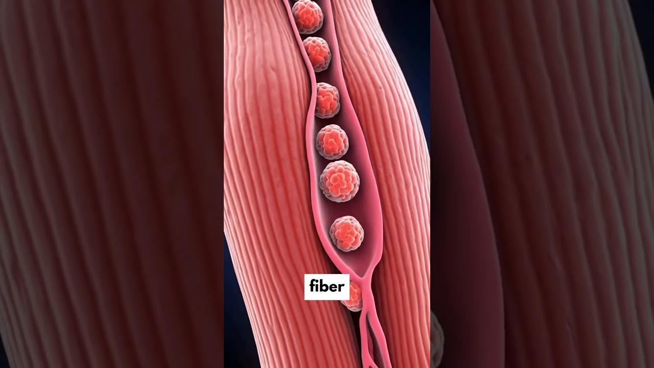 Muscle memory is real.You don’t lose your gains — your body stores them at the cellular level.