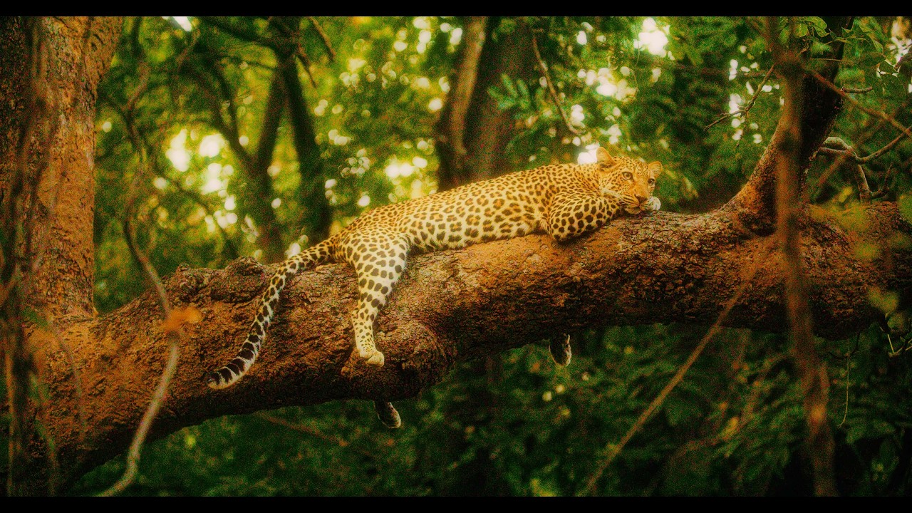 Into the Heart of Wild Botswana | 10 Hours Real African Wildlife in 8K (No Music, No Loops) – Part 2