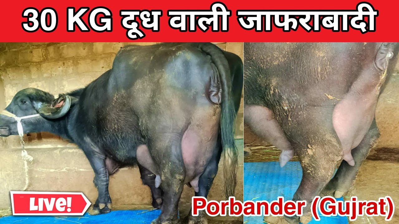 शानदार 30 KG दूध वाली जाफराबादी भैंस Live from Porbander
