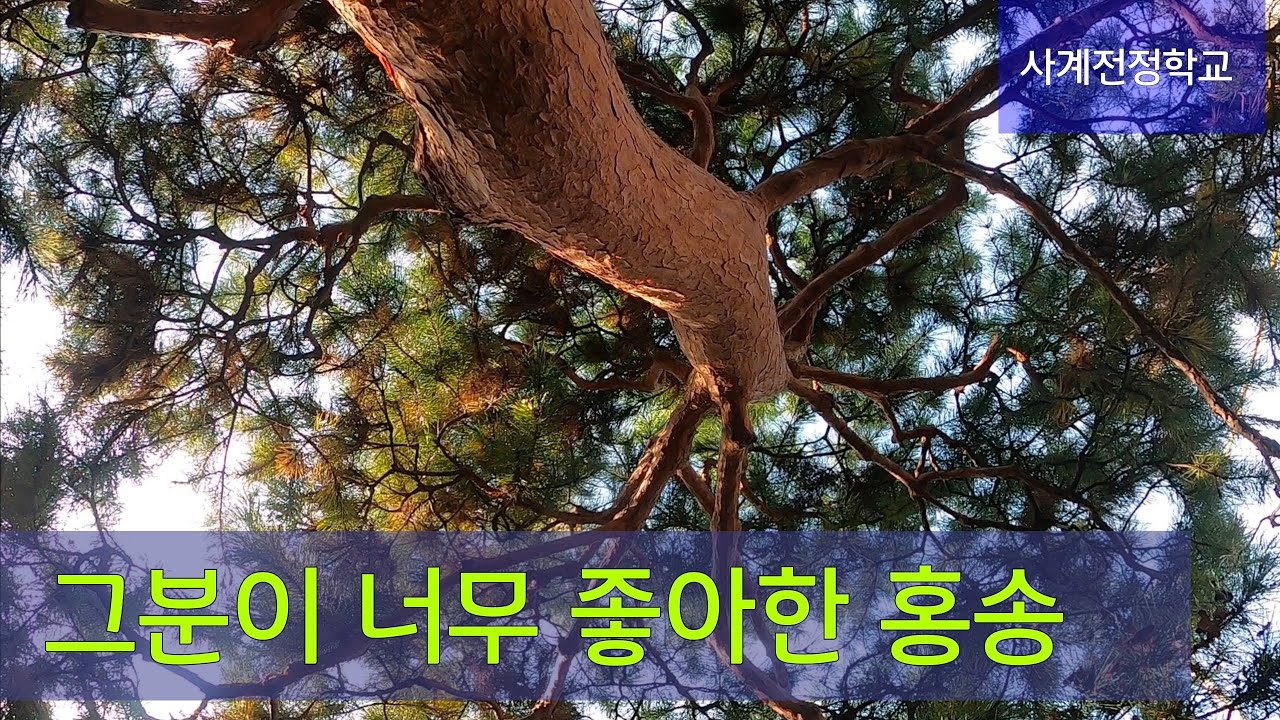 그분이 너무 좋아한 홍송 #273사계전정학교 작업 25 10  15
