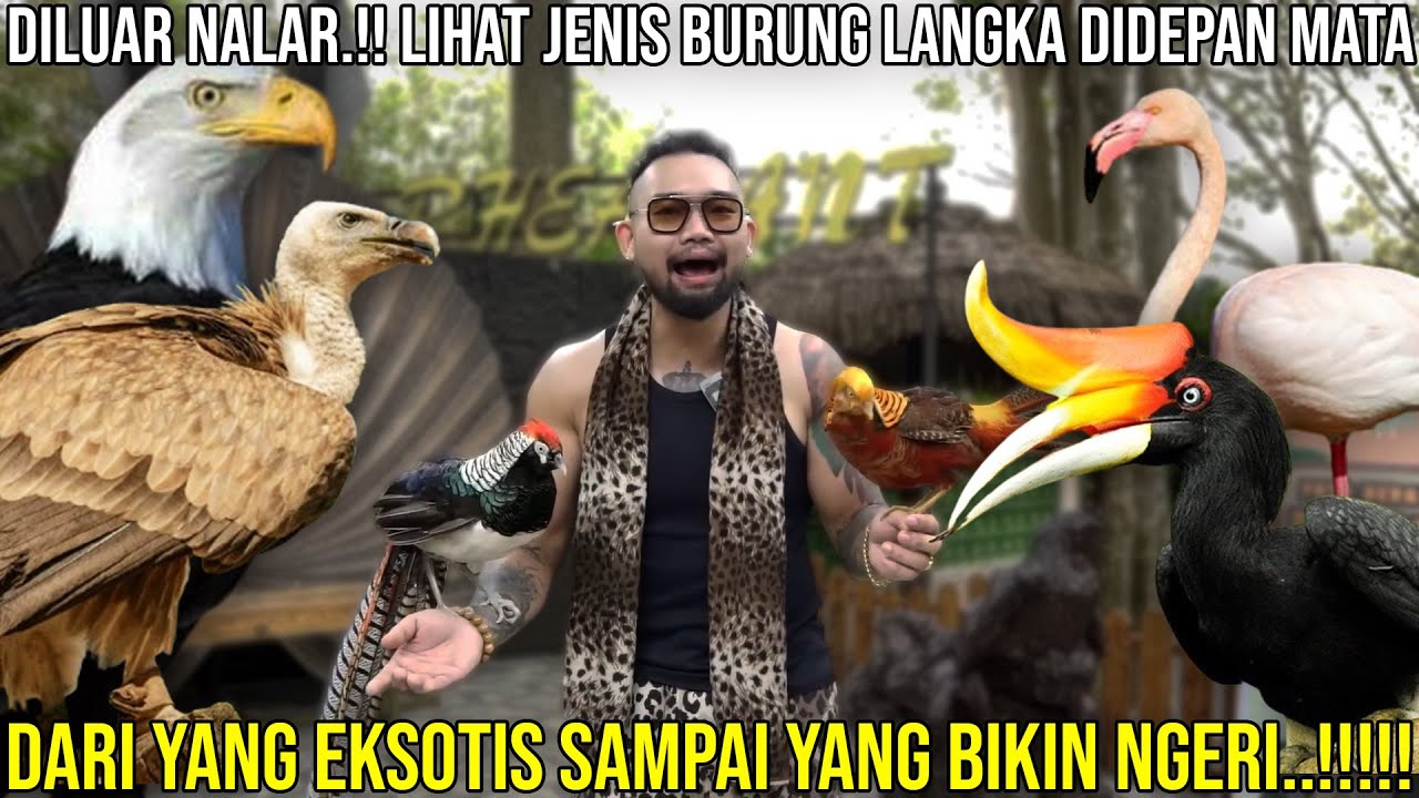DILUAR NALAR.!! LIHAT JENIS BURUNG LANGKA DIDEPAN MATA || DARI YANG EKSOTIS SAMPAI YANG BIKIN NGERI
