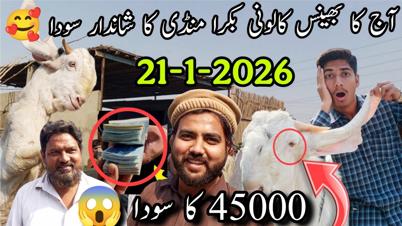 Bhains Colony Bakra Mandi Latest Updates | 21-1-2026 | 45000 Ka Bachoon Wali Bakri Ka VIP Soda 😱