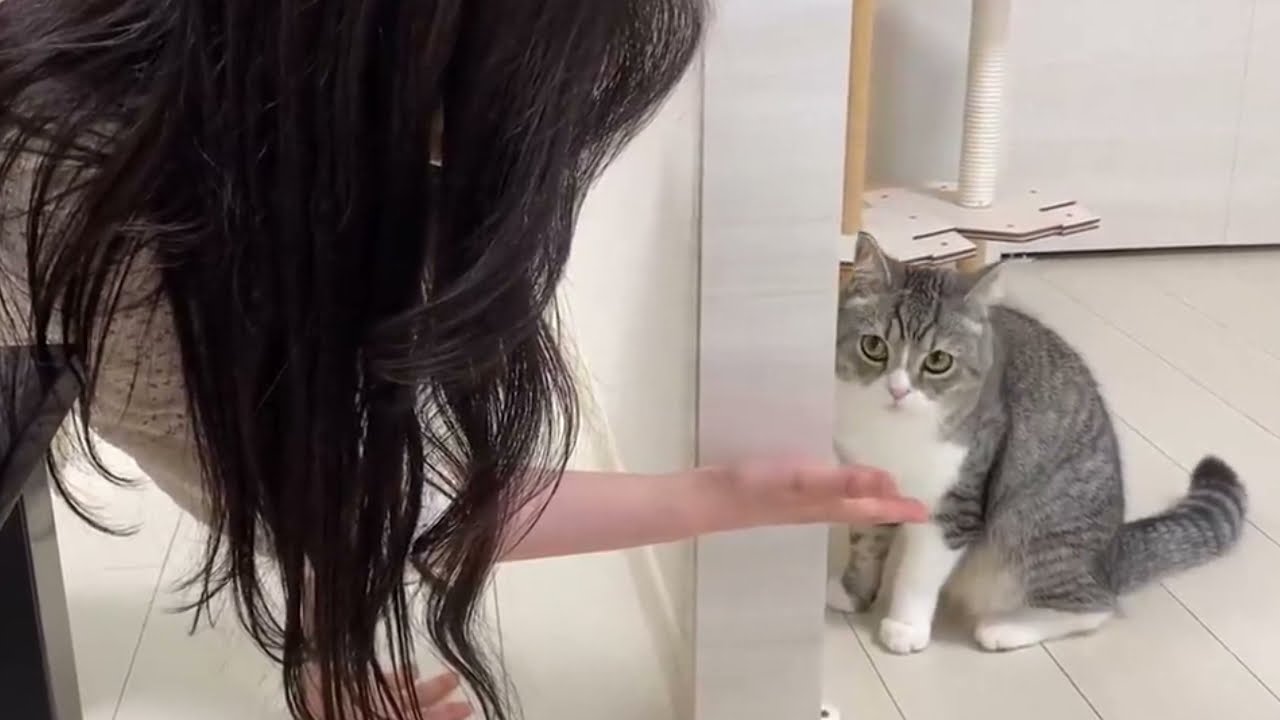 a beautiful woman came to play for the first time, the male cat became outrageous lo