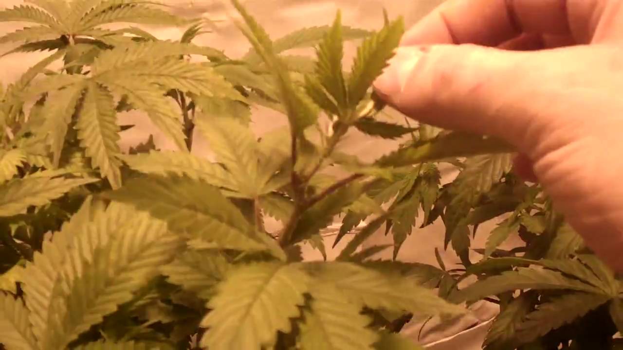 Mazar, Kings Kush and LA Woman First day of 12 AND 12