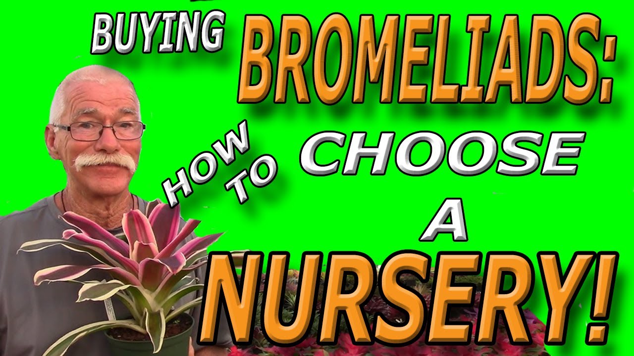 Buying Bromeliads: How to Choose a Bromeliad Nursery!