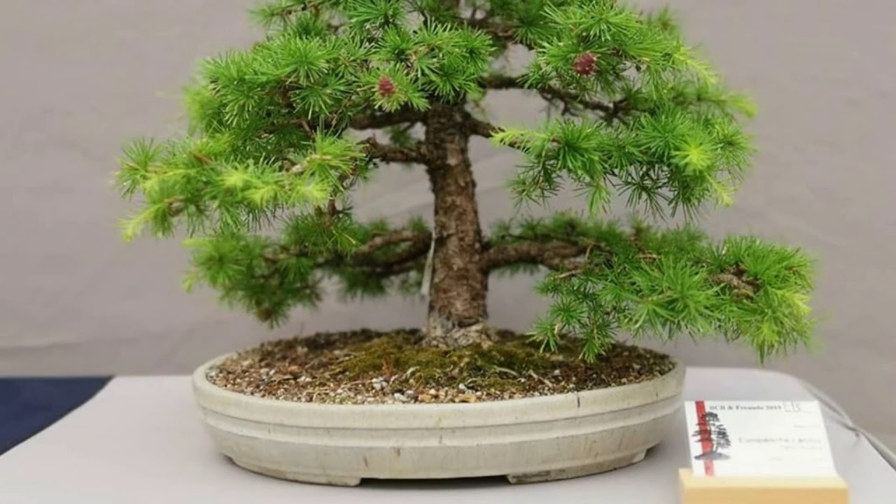 6th Bonsai exhibition 2019 from the Bonsaiclub Berlin & Freunde 2