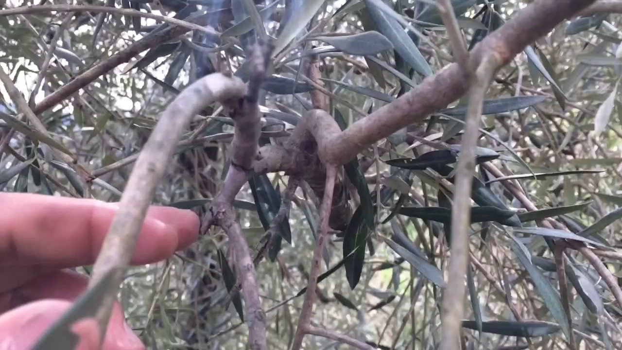 Potatura ulivo 3 semplici regole #4