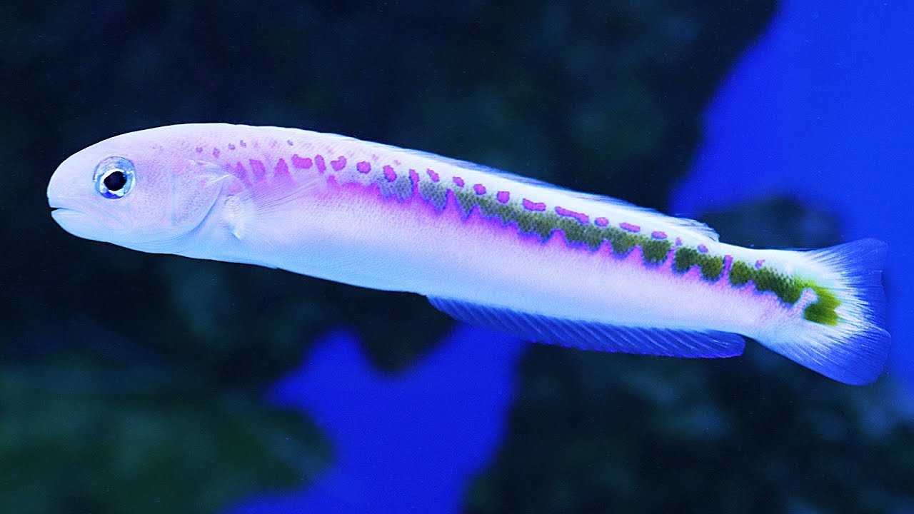Самая редкая рыба в мире в любом магазине аквариумов — ReefKeeper Windsor