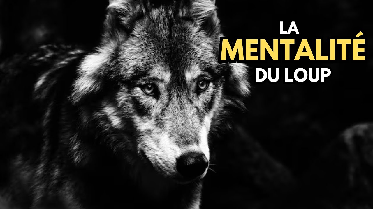 LA MENTALITÉ DU LOUP | Motivation et Développement Personnel