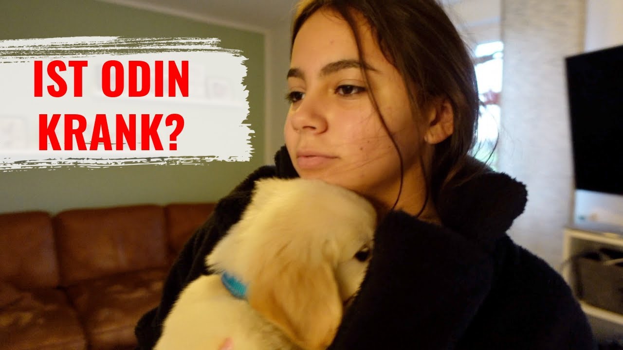 Sorgen um Odin - Ist er Krank -  Vlog#1267 Rosislife