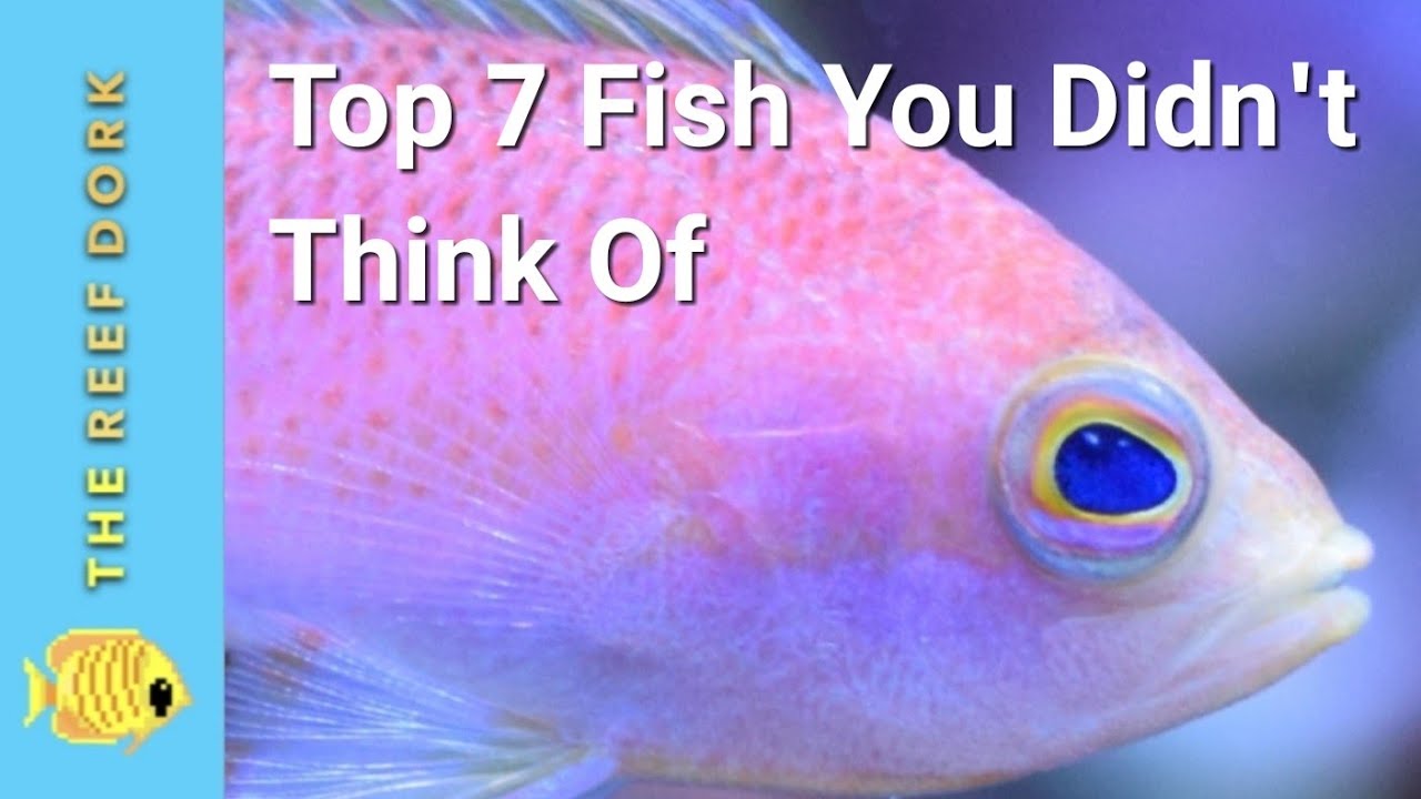 Top 7 Saltwater Fish You Didn't Think Of