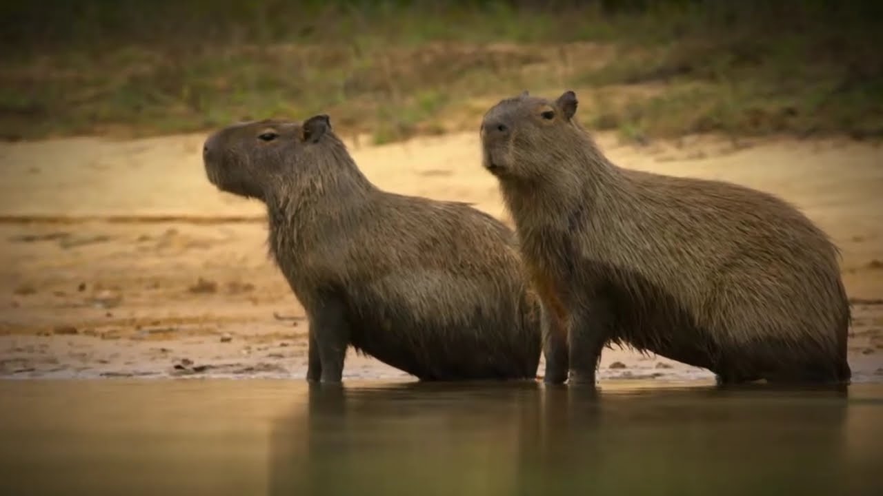 #capybara #animals #edit #cute #funny #animal