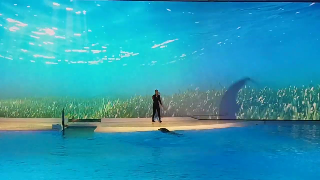 kolmården zoo HOPE Dolphin Show Full | Sweden #kolmården #dolphin #zoo