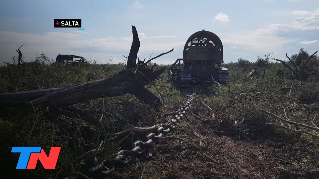 Depredadores: el desmonte de hectáreas en chaco salteño | EL INVESTIGA