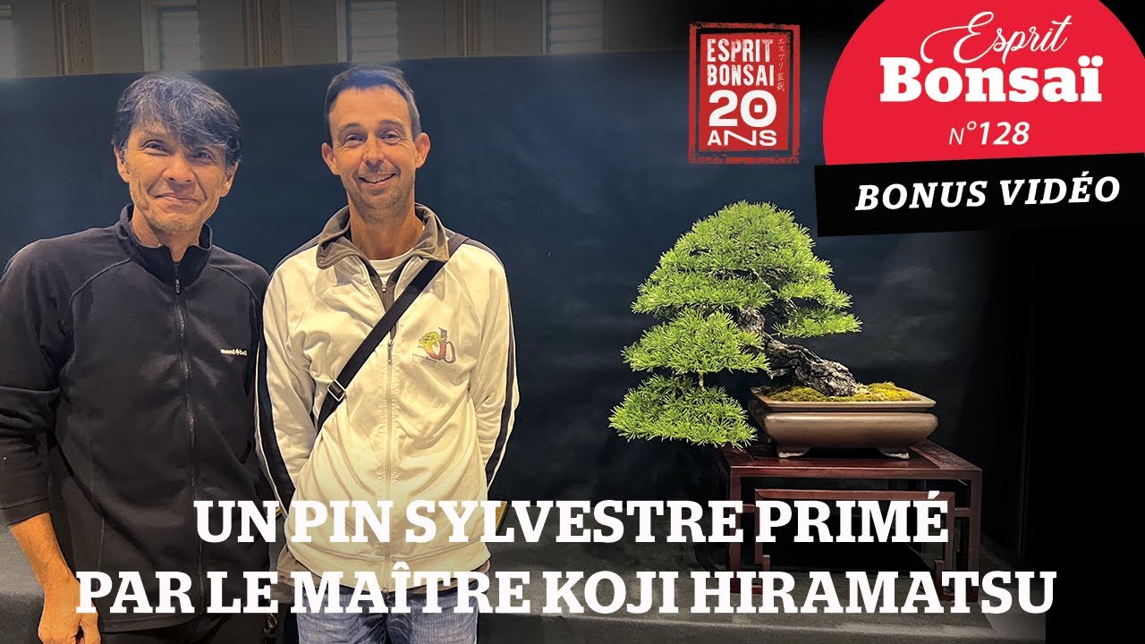 Koji Hiramatsu commente un pin d’olivier Barreau [Bonus Esprit Bonsaï 128]