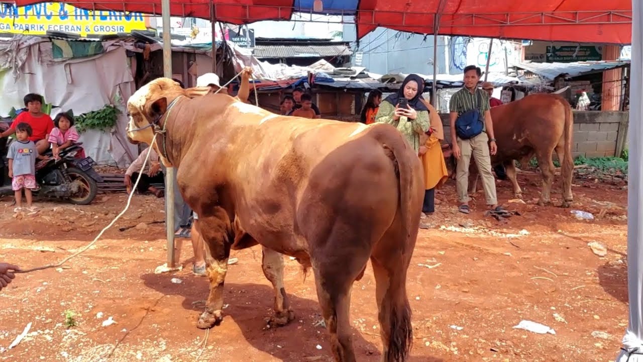 HARI PERTAMA BUKA SAPI SAPI MONSTER LANGSUNG SOLD OUT🔥 SAPI PEDIA WONOGIRI Lapak Pondok Aren