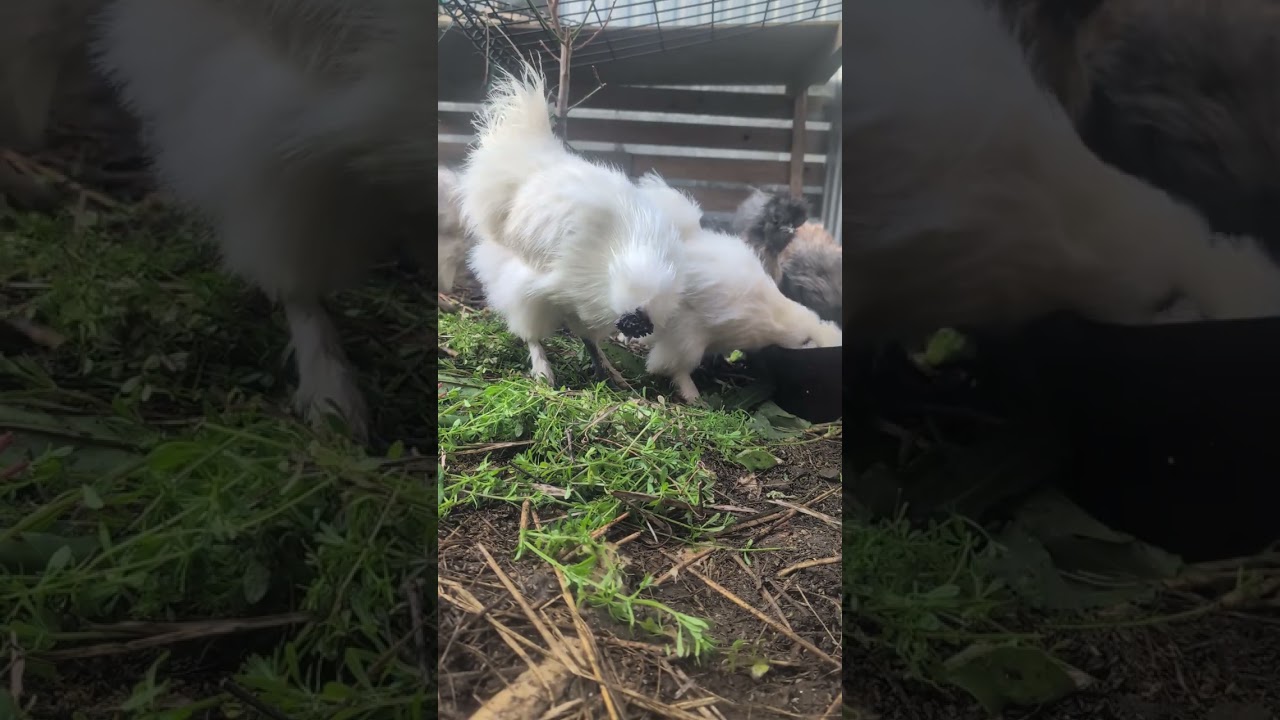 Silkie chickens relaxing in the yard | 54 min chicken cam