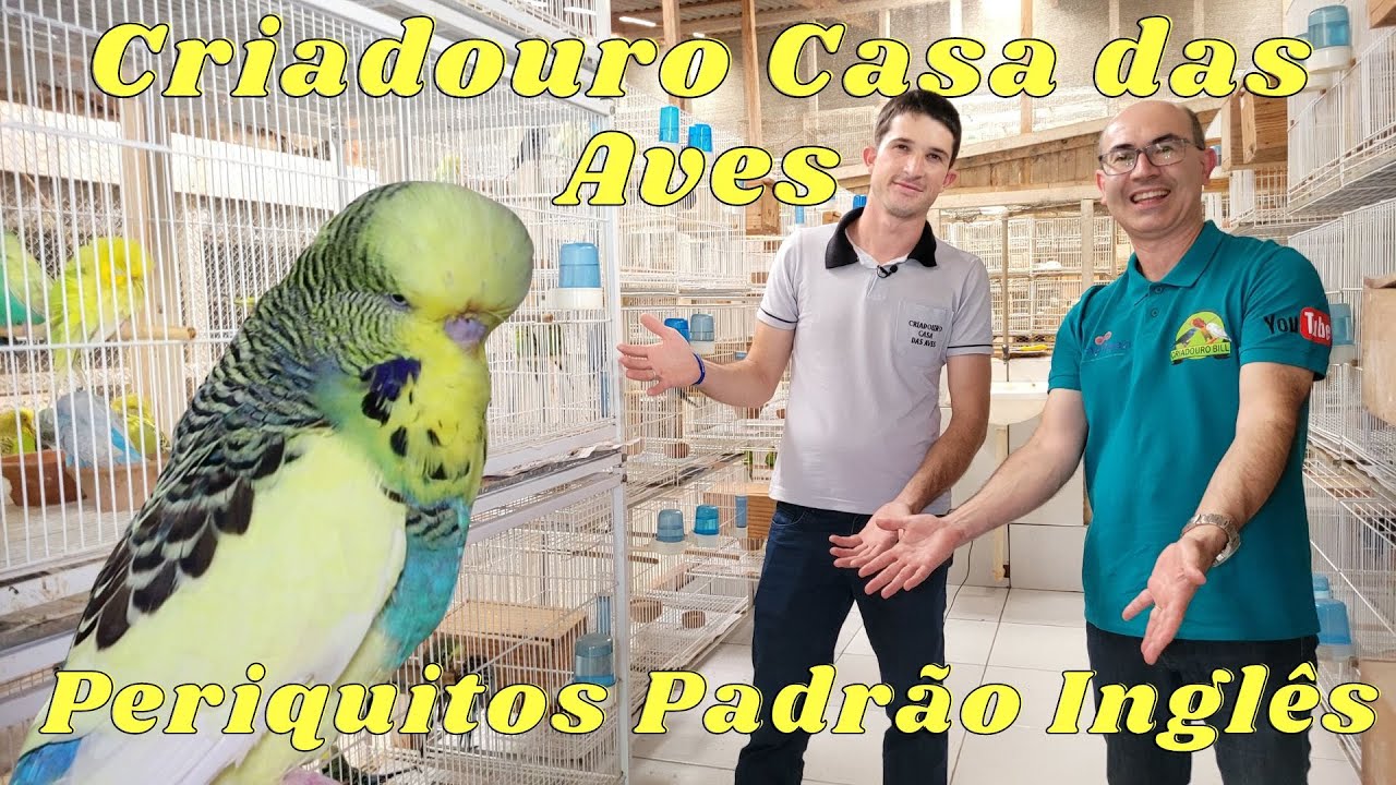 PERIQUITO PADRÃO INGLÊS NO EDUARDO FABICHAKI!!!