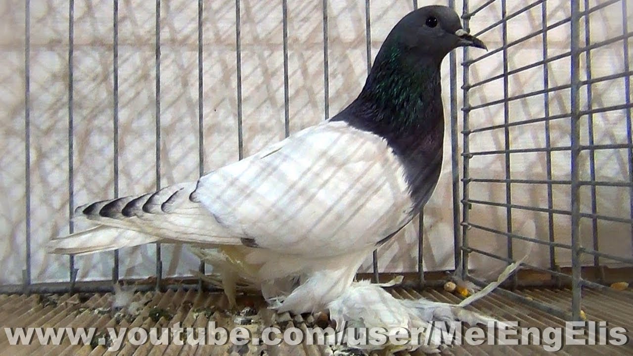 Pigeon de Saxe à poitrine colorée bleu - Saxon Colour Breast - Sächsischer Brüster