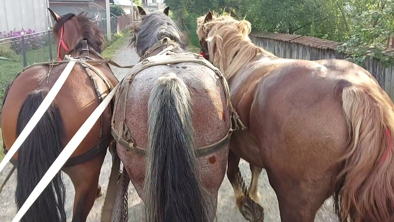🔊Три кобили🌺 і всі по різних причинах🐴👍