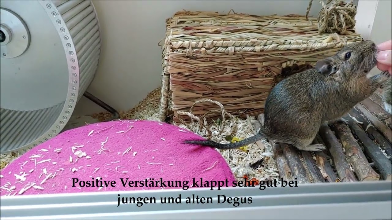 Was tun wenn der Degu beißt