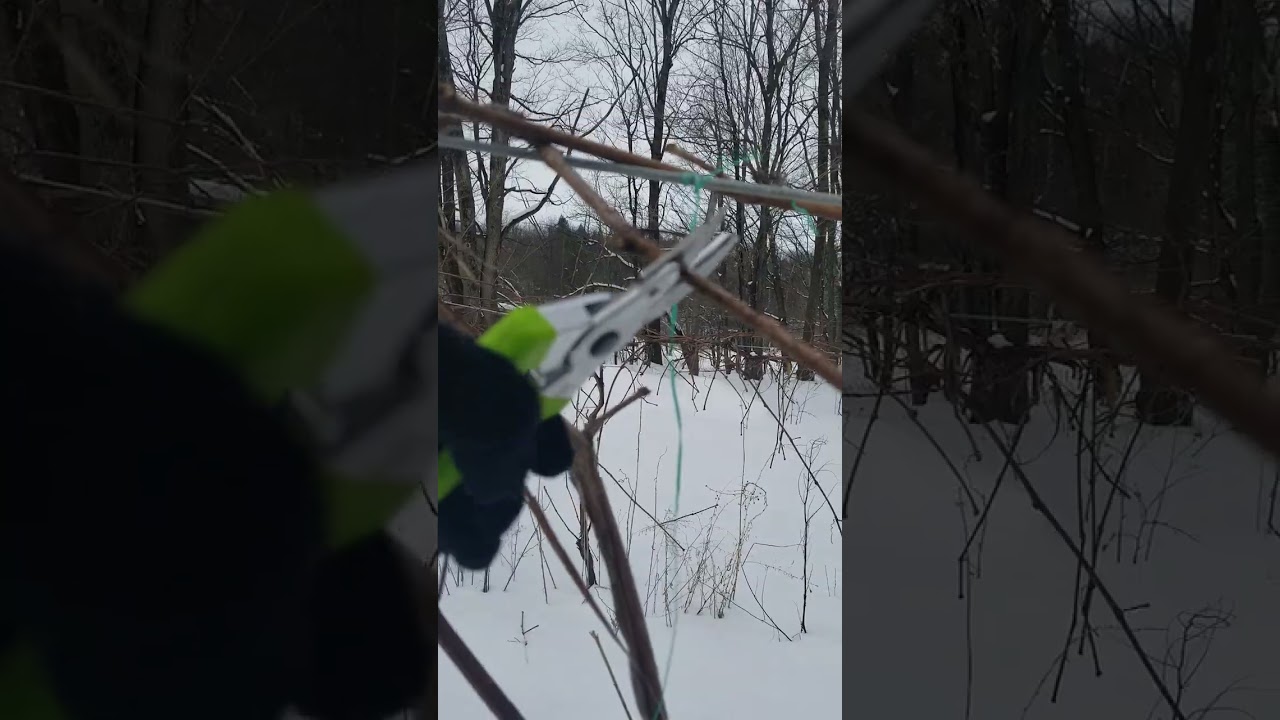 Winter Grape Vine Pruning - 5 Year Vines
