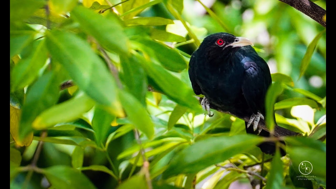 Glossy Starlings in Singapore | starlings | birds of Singapore | tropical Birds