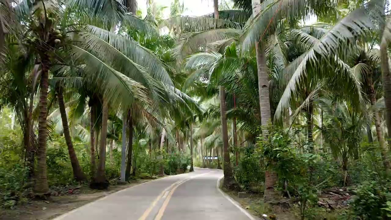 Bantayan palm forest, the Philippines