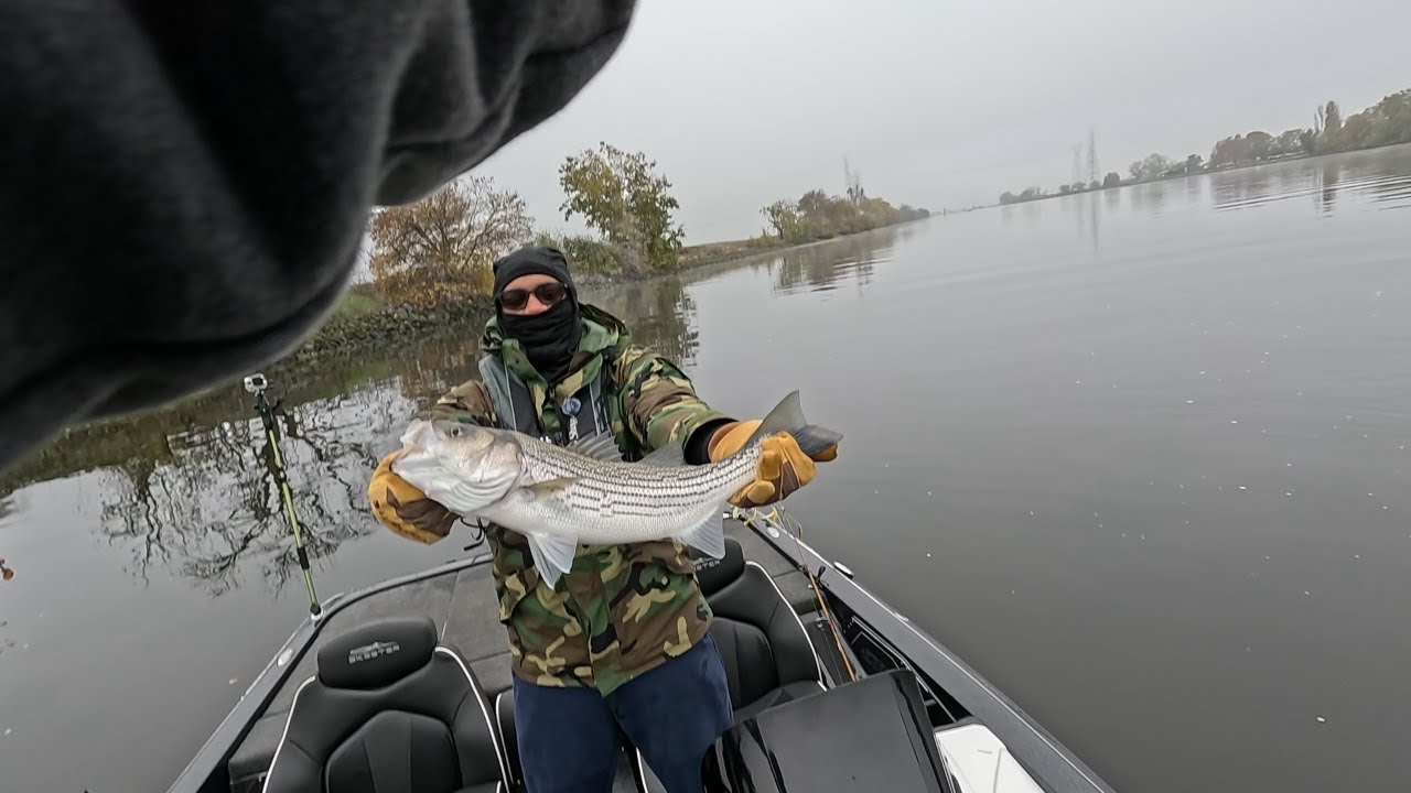 striped bass vs atlas rig