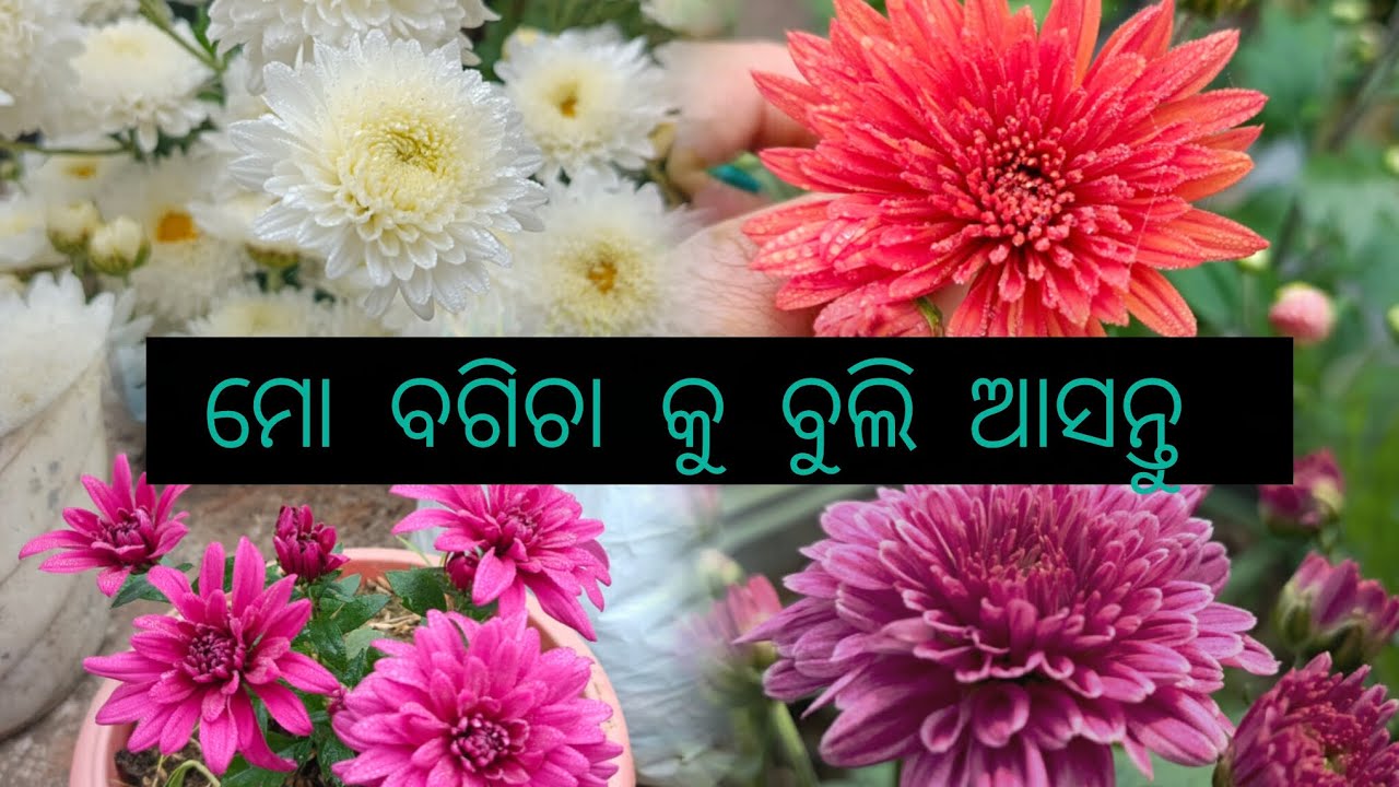 2026 ର 1st ଭିଡ଼ିଓ ❤️ଆସନ୍ତୁ ସାଙ୍ଗ ହୋଇ ବଗିଚା ରେ ବୁଲି ଦେଖିବା #viralvido #1000subscriber #1millionviews 