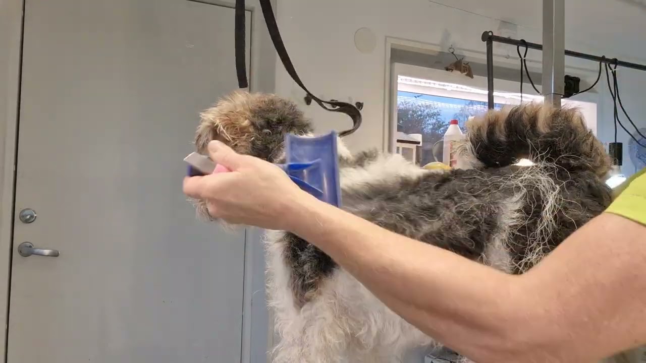 New Era K9 Care Hundsalong trimning