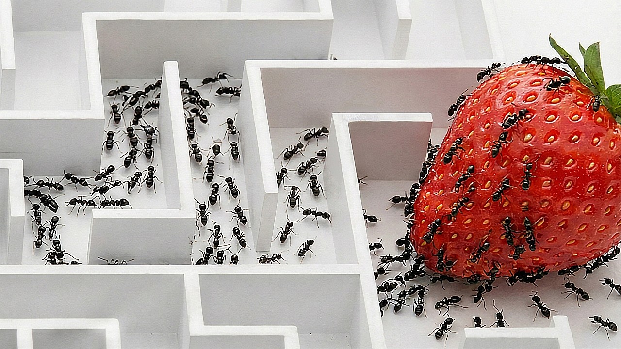 Worlds Smartest Ants vs 5 Puzzles