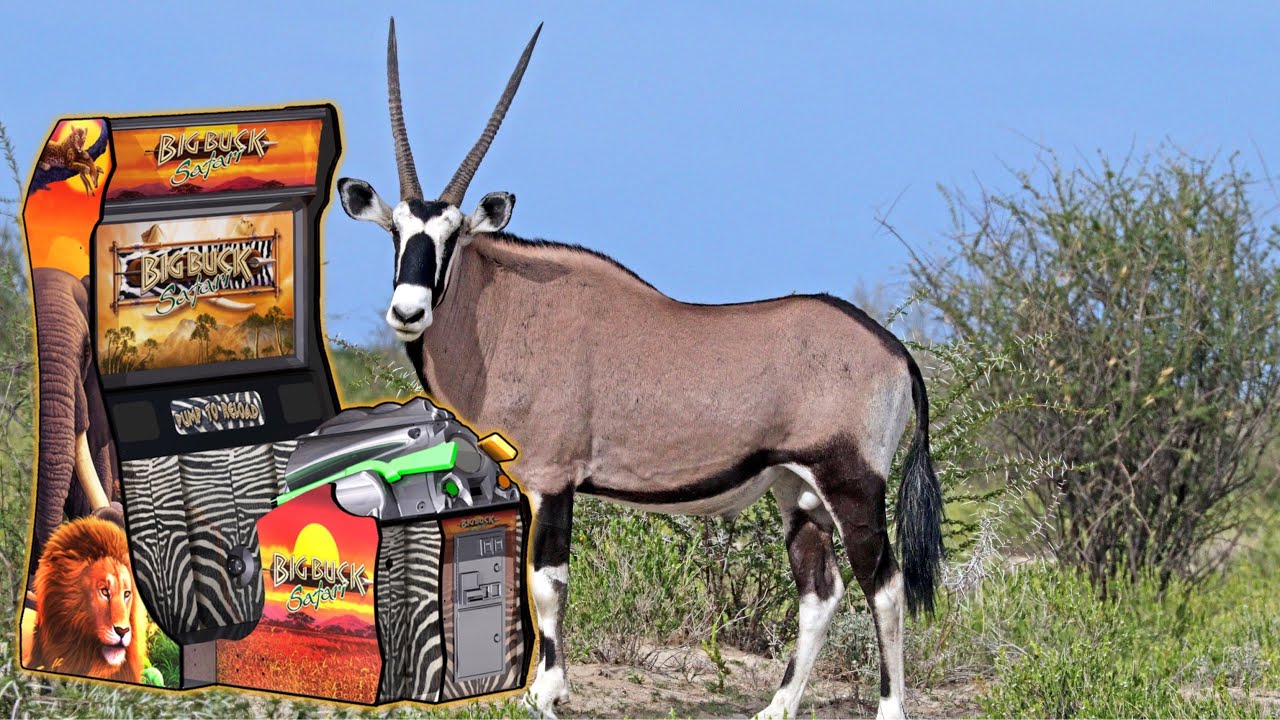 Big Buck Safari Walkthrough Part 4 - Gemsbok Adventure