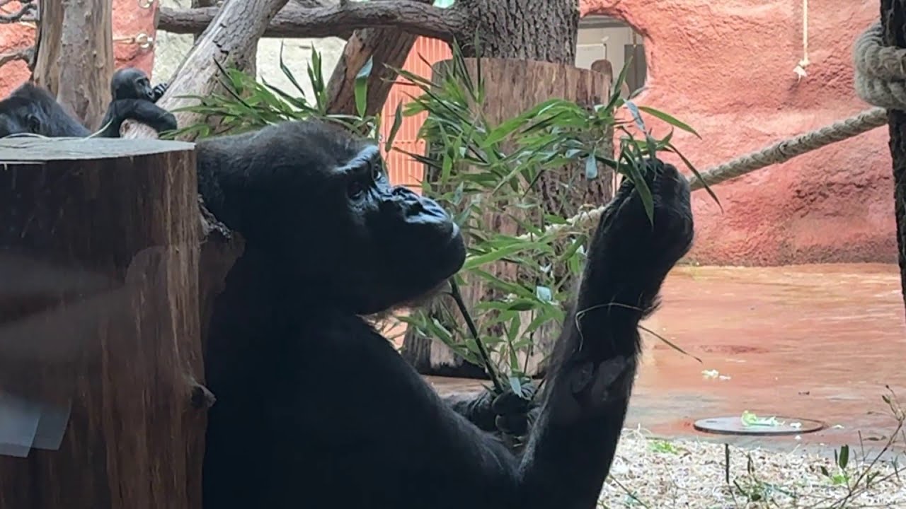 Babička Kamba: Šedé licousy a prošedlá srst prozradí nejstarší gorilu pražské zoo