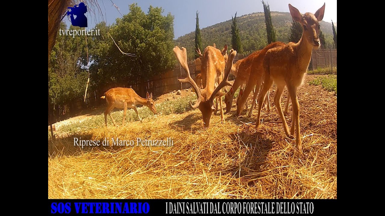 SOS VETERINARIO: I DAINI SALVATI DAL CORPO FORESTALE DELLO STATO