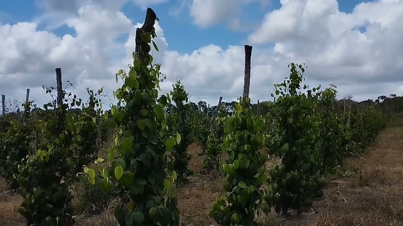 Plantio de Pimenta do Reino em estacas de Cimento!