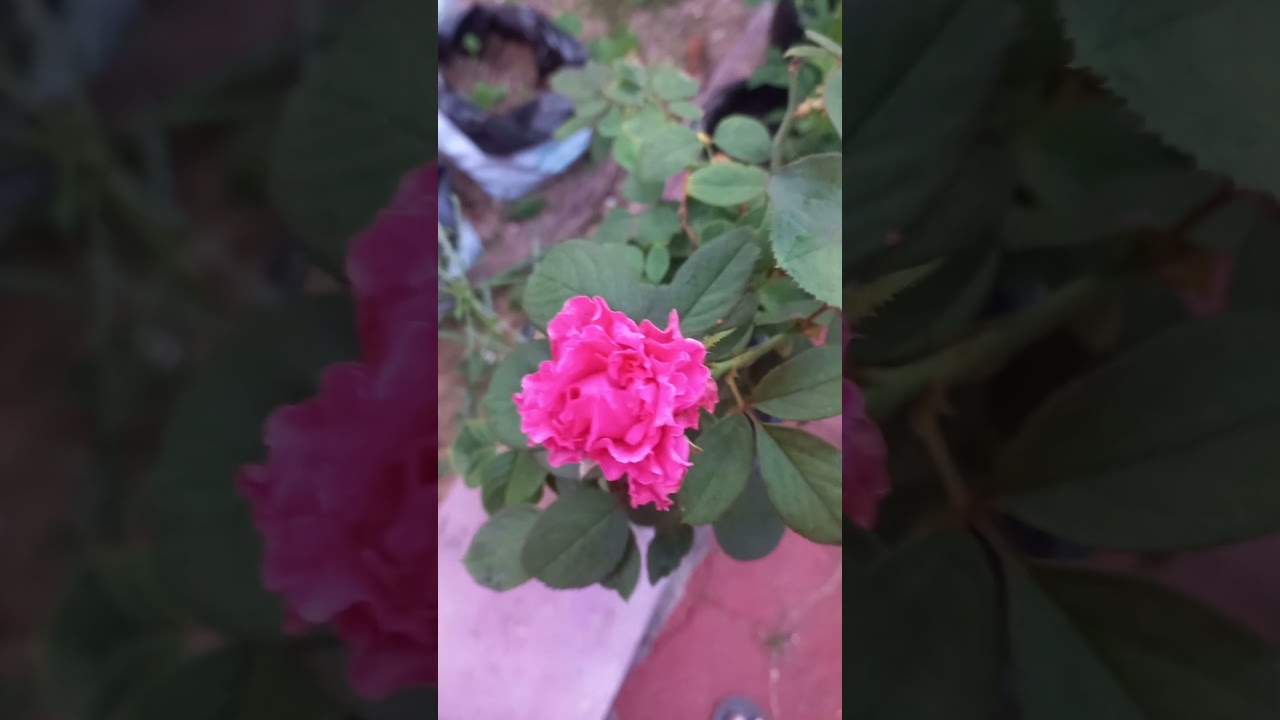Pinky#curly#Rose