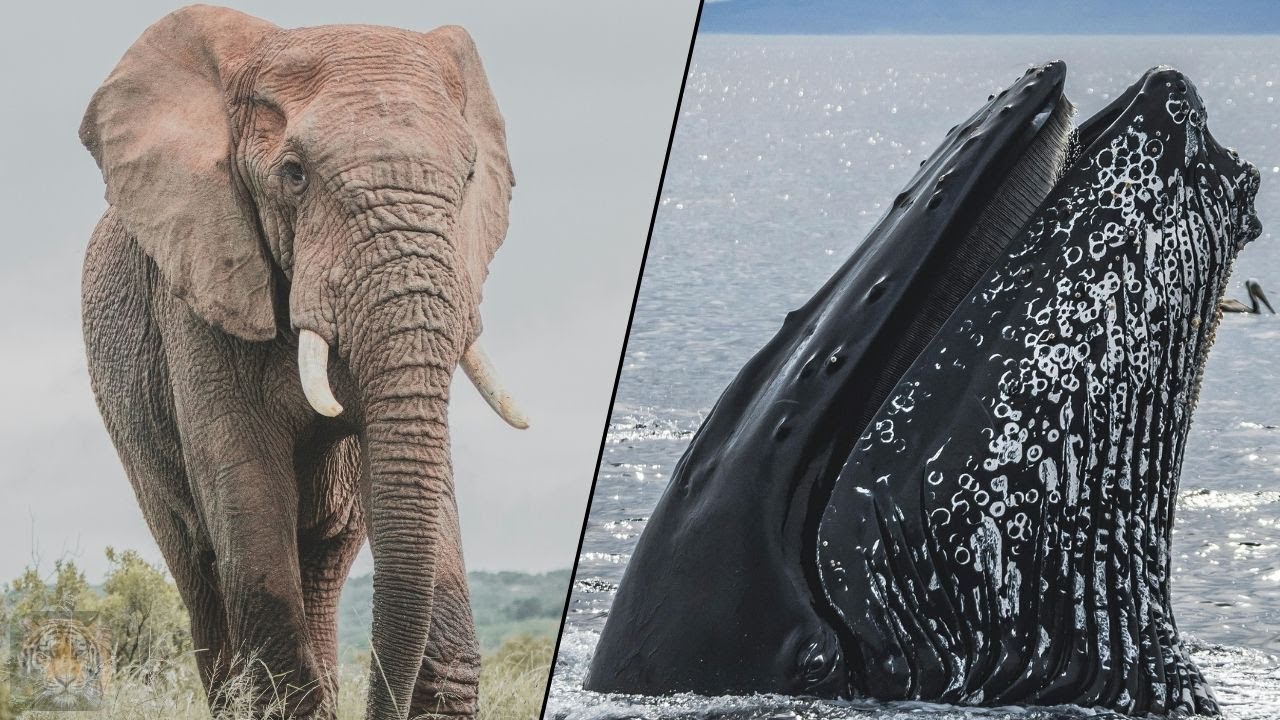 Top 10 Biggest Animals in the World!