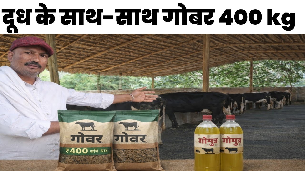 लाखों की नौकरी छोड़  दूध गोबर और मूत्र से कमाई, गोबर 400kg 😱