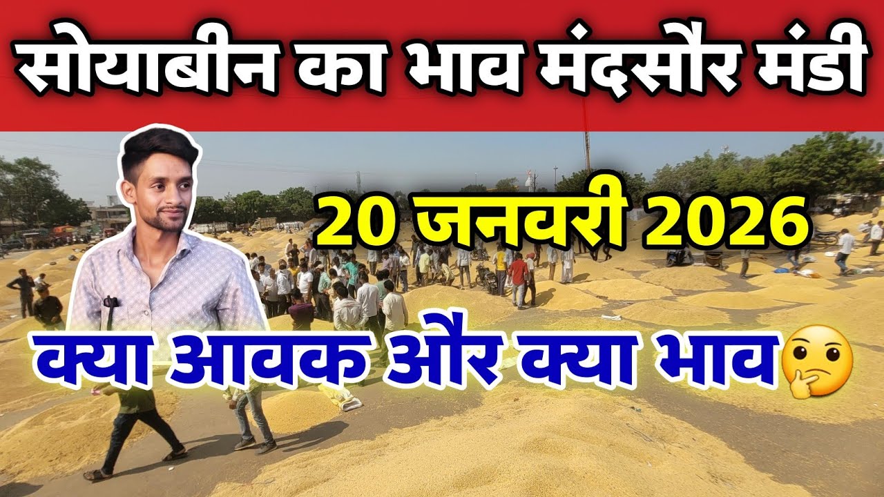 सोयाबीन का भाव मंदसौर मंडी 20 जनवरी 2026 | Soybean rate today #mandsaur_mandi_bhav 