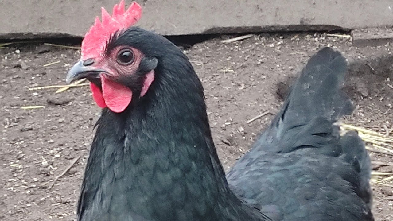 Melyik tyúk tojik sokat? Jó választás az Australorp? 