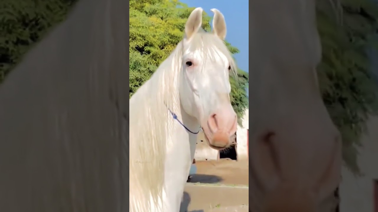 Horse white pink skin Amazing looking horses Isabella horse #horse #horselover @galaxys3hassan