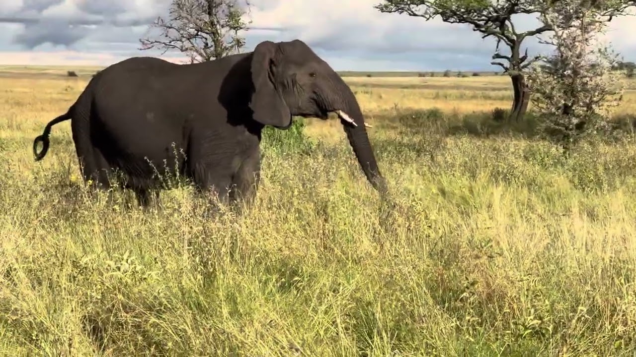Matriarch elephant charges lion pride on the Serengeti
